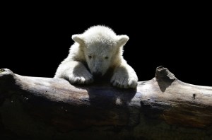 polar-bear-1294563_1920